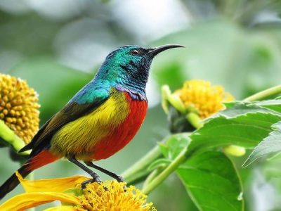 Birds-of-Uganda-small-birds