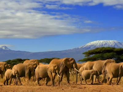 kenia-laenderinformationen-elephanten-kilimandjaro-natucate